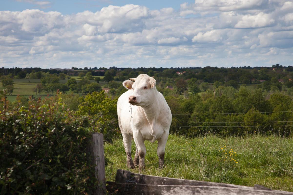 vaches au pâturage après le vélage/élevage extensif