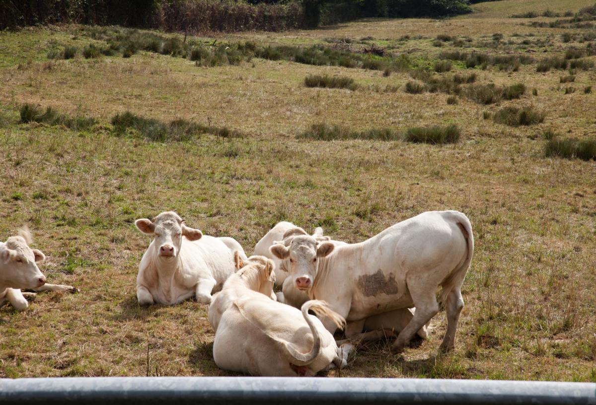 Espièglerie de vaches charolaises/charolaise cows playfulness