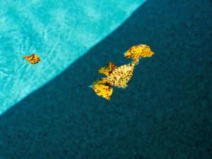 La Piscine, les feuilles d'automne/The swimming pool, The autumn leaves.