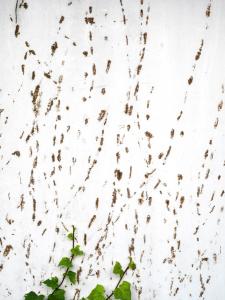 Pas de lierre_000712