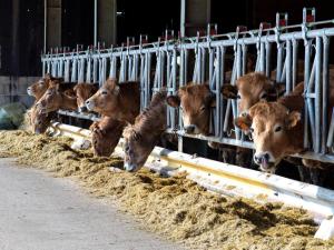 Vaches en stabulation l'hiver