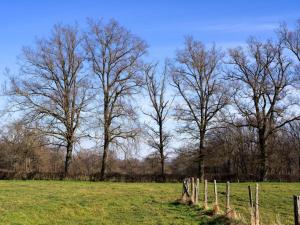 Arbres dans une prairie à la fin de l'hiver