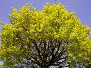 Nos amis les arbres/our friends the trees