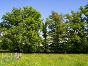 Arbres au printemps