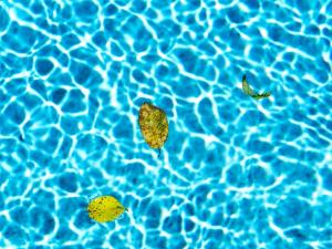 La piscine, les feuilles jaunes 1