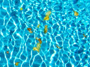 La piscine, les feuilles jaunes 2