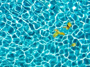La piscine, les feuilles jaunes 3