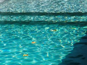 La piscine, les feuilles jaunes 21