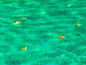 La piscine, les feuilles jaunes 4