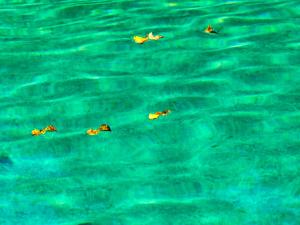 La piscine, les feuilles jaunes 5