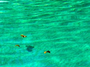 La piscine, les feuilles jaunes 6