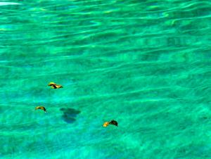 La piscine, les feuilles jaunes 6