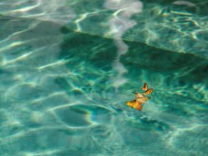 La piscine, les feuilles jaunes 7
