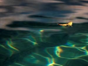 La piscine, les feuilles jaunes 8