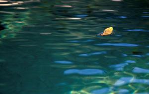 La piscine, les feuilles jaunes 9