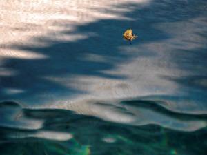 La piscine, les feuilles jaunes 9