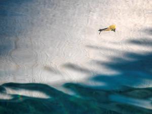 La piscine, les feuilles jaunes 11