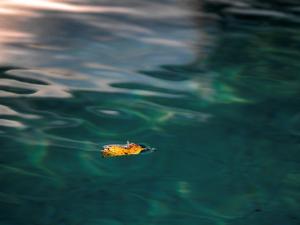 La piscine, les feuilles jaunes 12