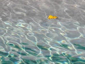 La piscine, les feuilles jaunes 12