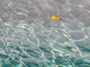 La piscine,  les feuilles jaunes 12