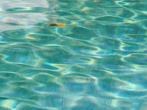 La piscine, les feuilles jaunes 13