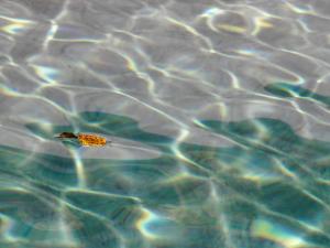 La piscine, les feuilles jaunes 14
