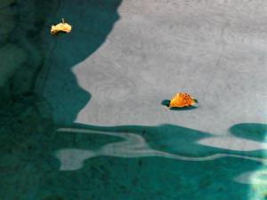 La piscine, les feuilles jaunes 15