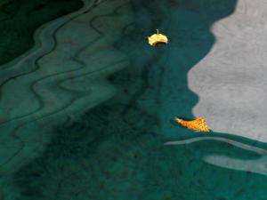 La piscine, les feuilles jaunes 16