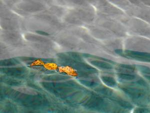 La piscine, les feuilles jaunes 17