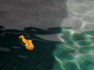 La piscine, les feuilles jaunes 18