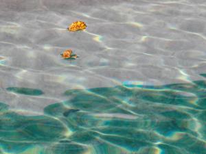 La piscine, les feuilles jaunes 19