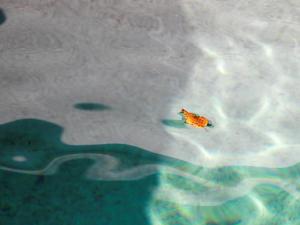 La piscine, les feuilles jaunes 20