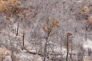 reste d'incendie de forêt corse/Fire forest rests corsica