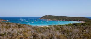 Rondinara Corse, Rondinara corsica