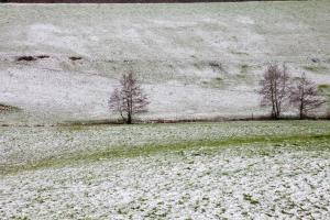 Hiver dans les pâturages de Sâone et Loire/ winter in Saône et loire'S pastures