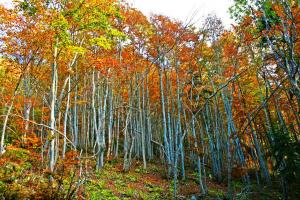 Le sous-bois du col des prés