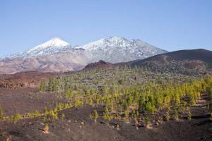 Ténérife en décembre, parque nacional del Teide, samara