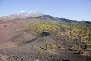 Ténérife en décembre, parque nacional del Teide, samara