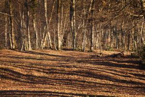 Arbres en automne/trees in autumn