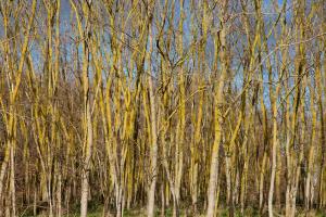 Futaie/hight forest