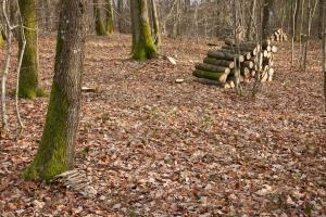 Coupe de bois en forêt/Cutting wood in the forest