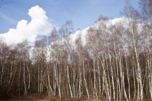Bouleaux/Birches