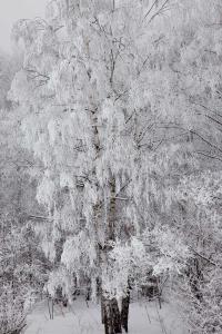 arbres enneigés/Snowy trees