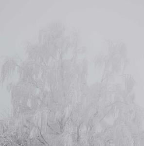 arbres enneigés/Snowy trees
