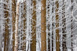arbres enneigés/Snowy trees