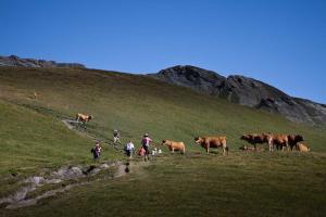 Randonnée et vaches tarines/Hiking and tarine cows