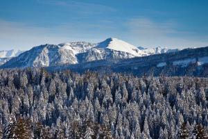 Fôrêt et montagne enneigées/Snowy forest and mountain