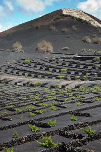 La géria, Lanzarote/ The geria, Lanzarote