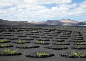 La géria, Lanzarote/ The geria, Lanzarote
