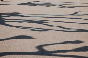 Ombres chinoises d'arbres taillés sur la route/Chinese shadows of trees cut on the road